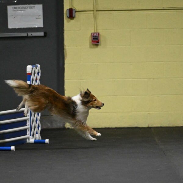 Bailey-Schmauder-01227