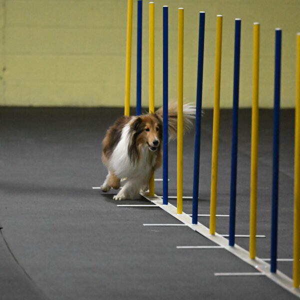 Bailey-Schmauder-01236