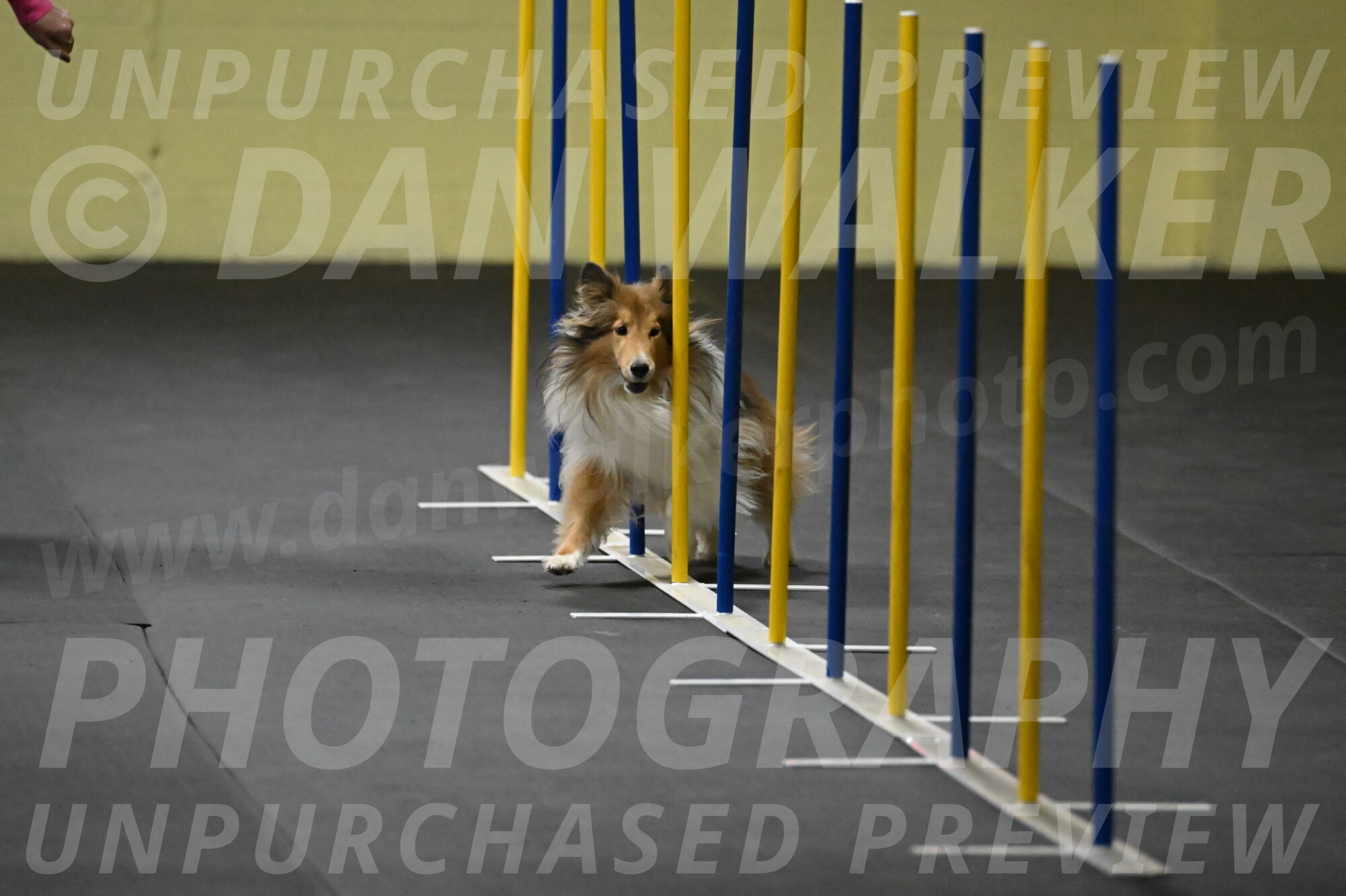 Bailey-Schmauder-01242