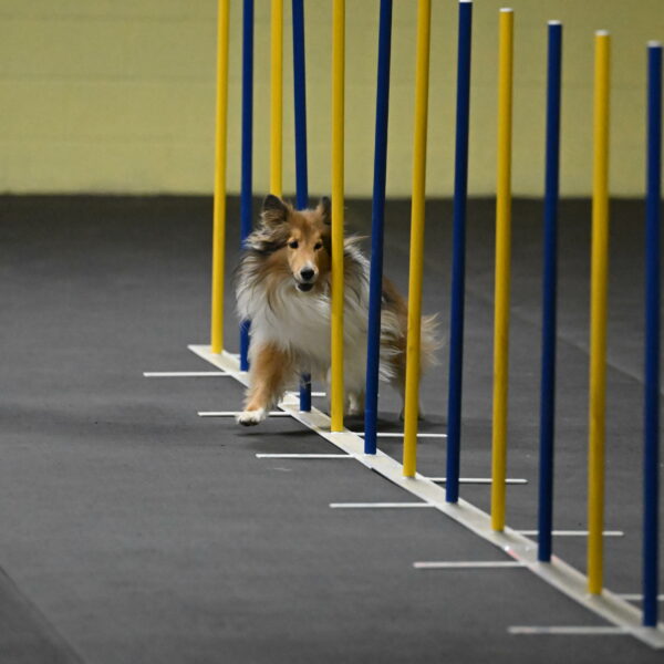 Bailey-Schmauder-01242