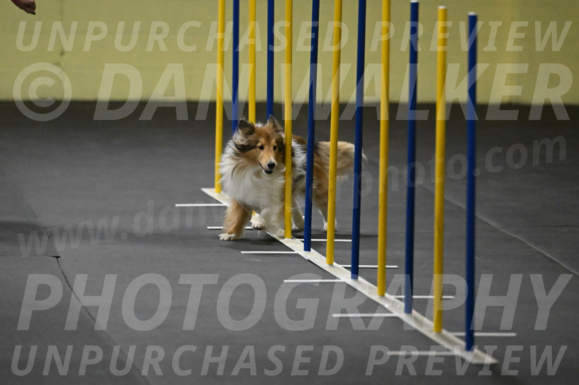 Bailey-Schmauder-01243