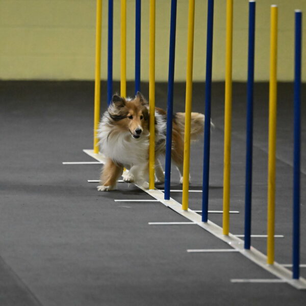 Bailey-Schmauder-01243