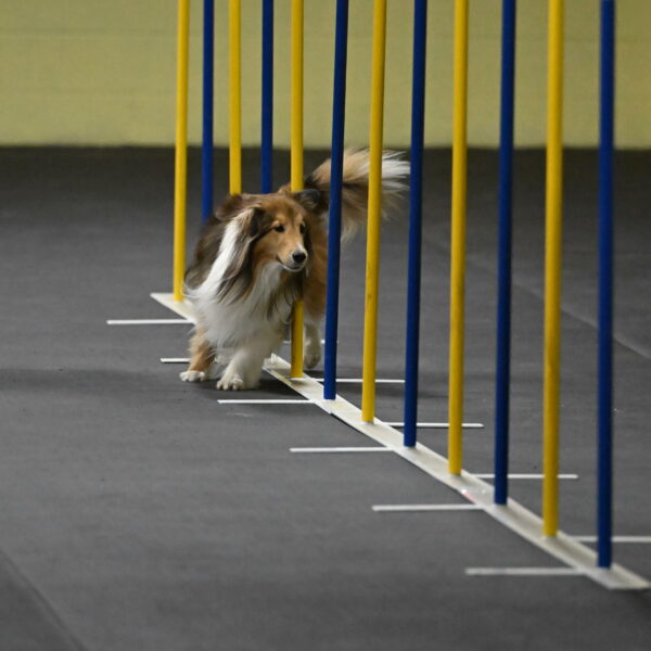 Bailey-Schmauder-01244