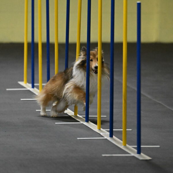 Bailey-Schmauder-01254