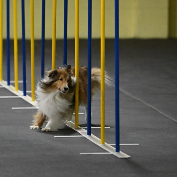 Bailey-Schmauder-01260