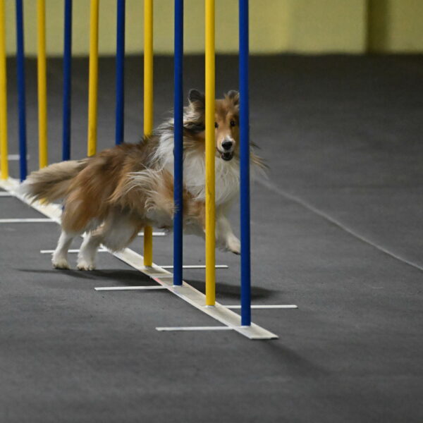 Bailey-Schmauder-01263