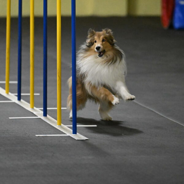 Bailey-Schmauder-01267