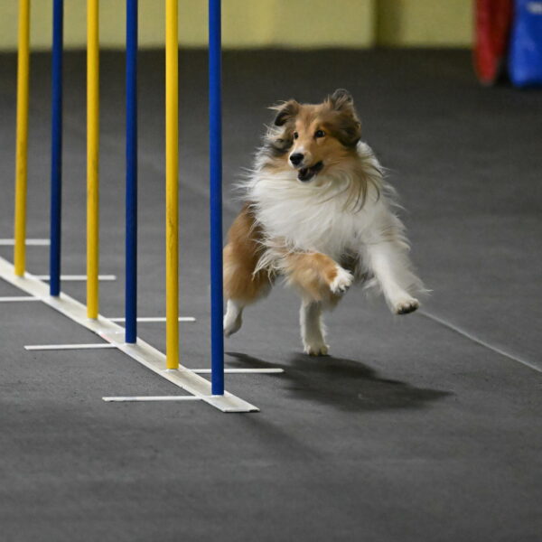 Bailey-Schmauder-01268