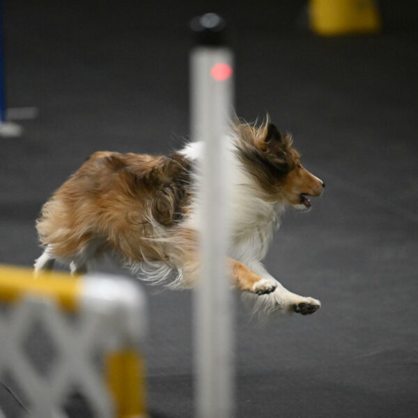 Bailey-Schmauder-01270