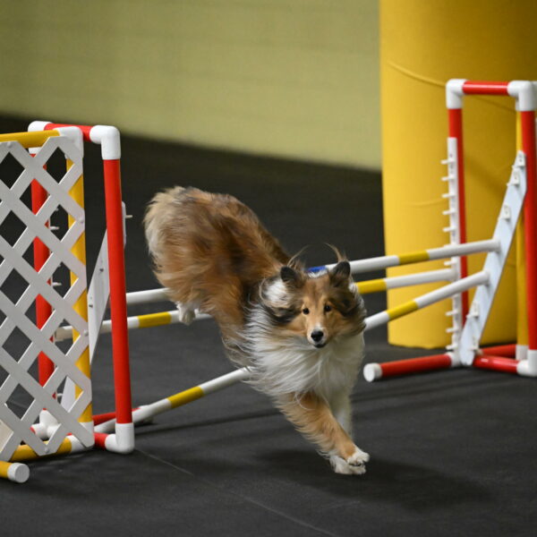 Bailey-Schmauder-01279