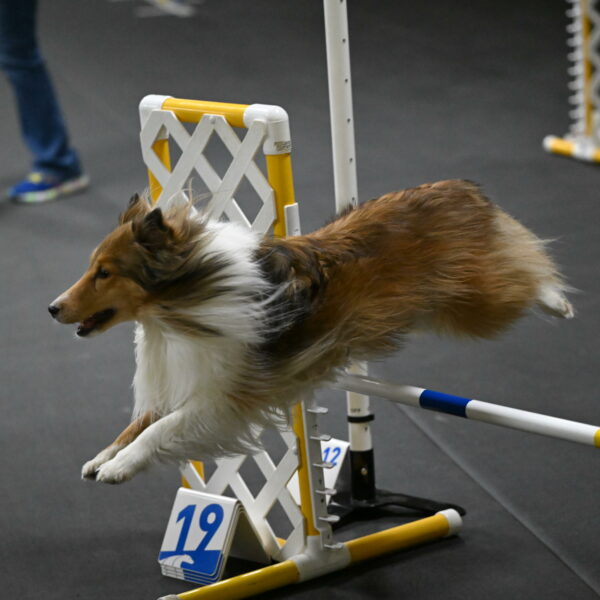 Bailey-Schmauder-01290