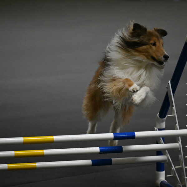 Bailey-Schmauder-01318