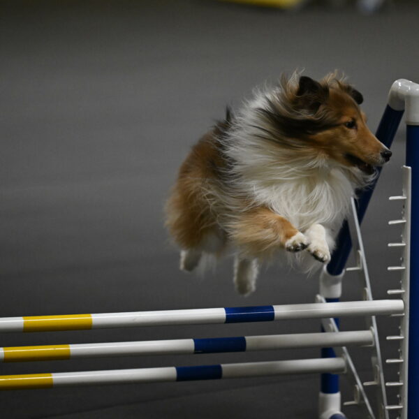 Bailey-Schmauder-01319