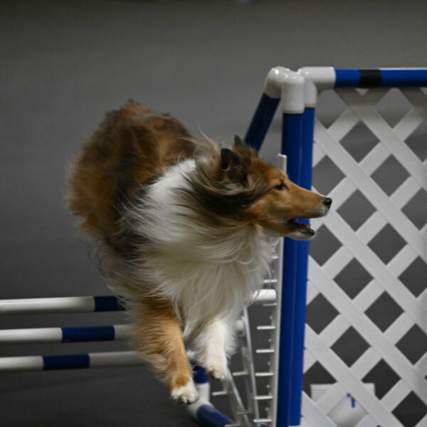 Bailey-Schmauder-01321