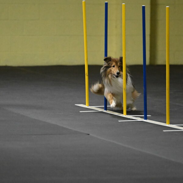 Bailey-Schmauder-01328