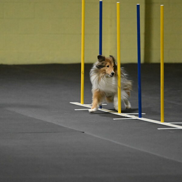 Bailey-Schmauder-01329