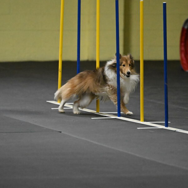 Bailey-Schmauder-01333