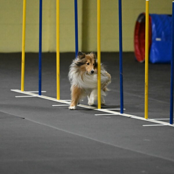 Bailey-Schmauder-01337