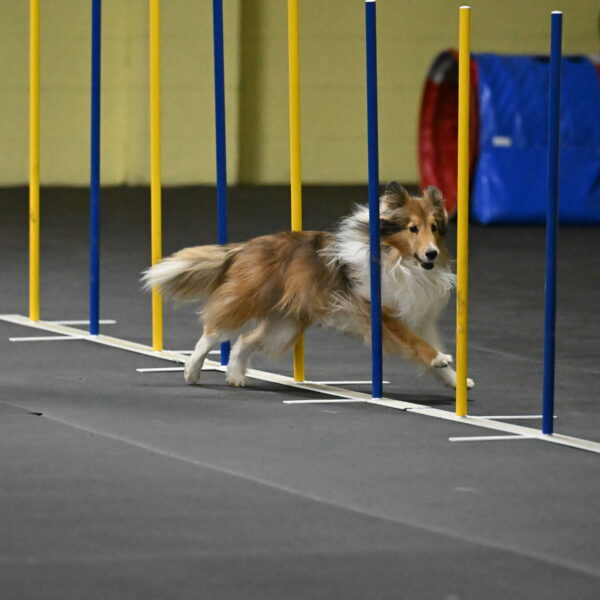 Bailey-Schmauder-01341