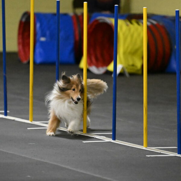 Bailey-Schmauder-01352