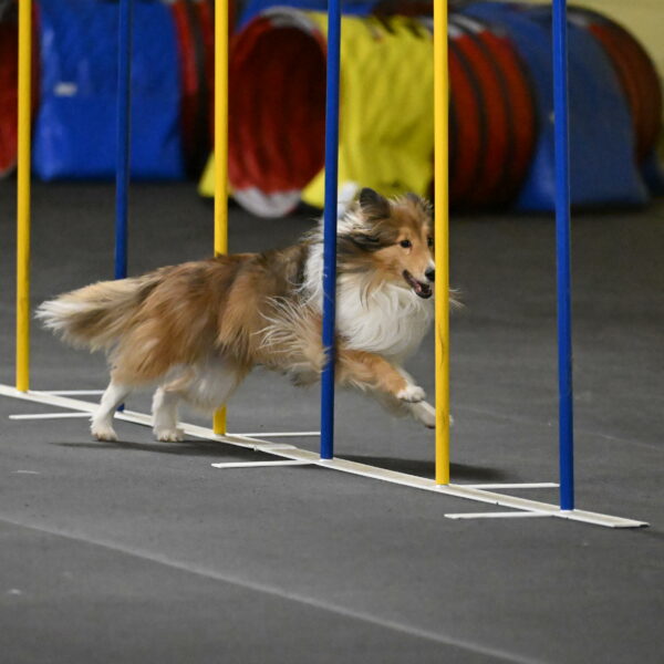 Bailey-Schmauder-01355