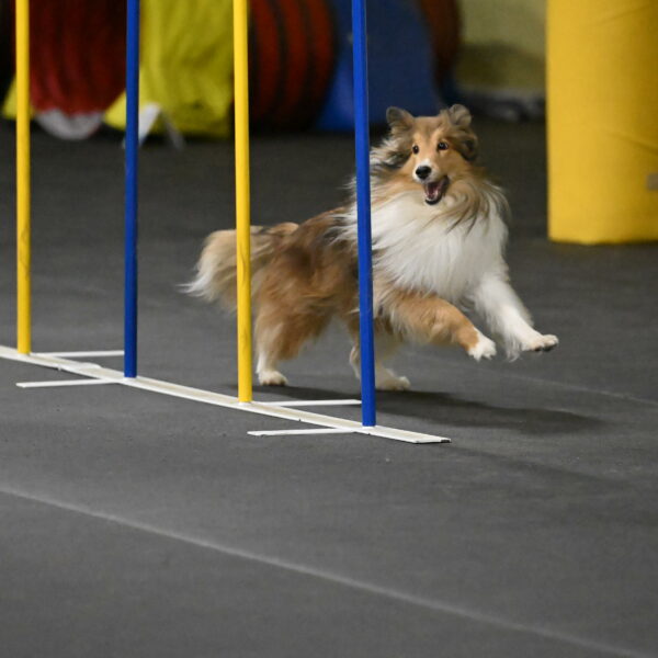 Bailey-Schmauder-01359