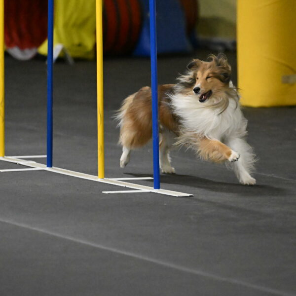 Bailey-Schmauder-01360