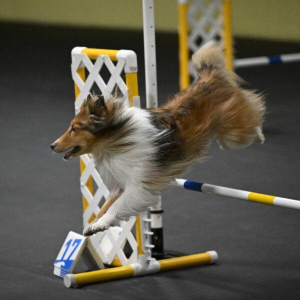 Bailey-Schmauder-01377