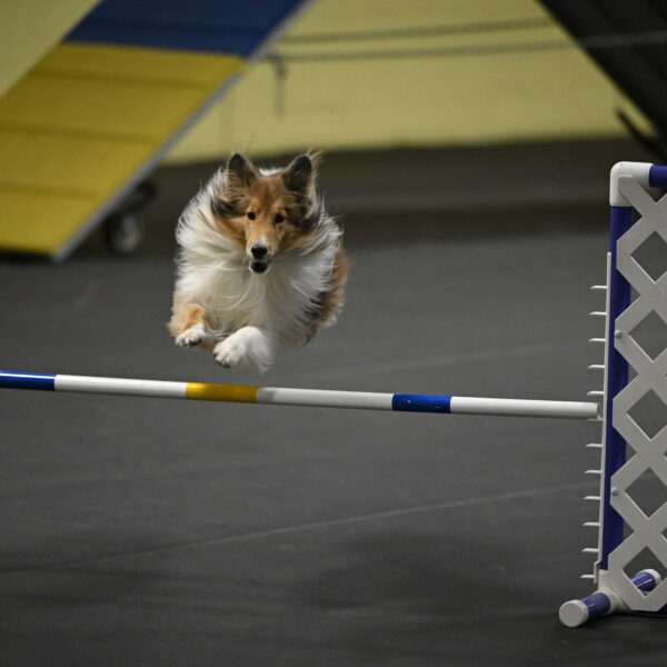 Bailey-Schmauder-01381