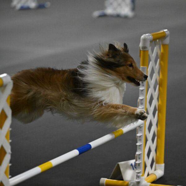 Bailey-Schmauder-01384