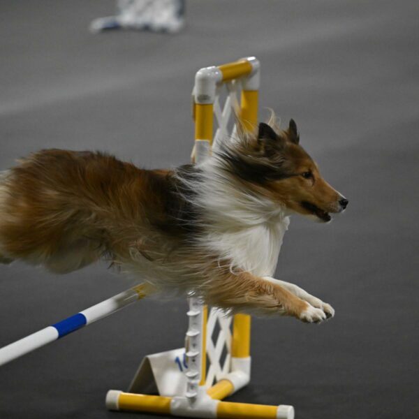 Bailey-Schmauder-01385