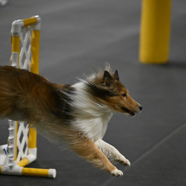 Bailey-Schmauder-01386