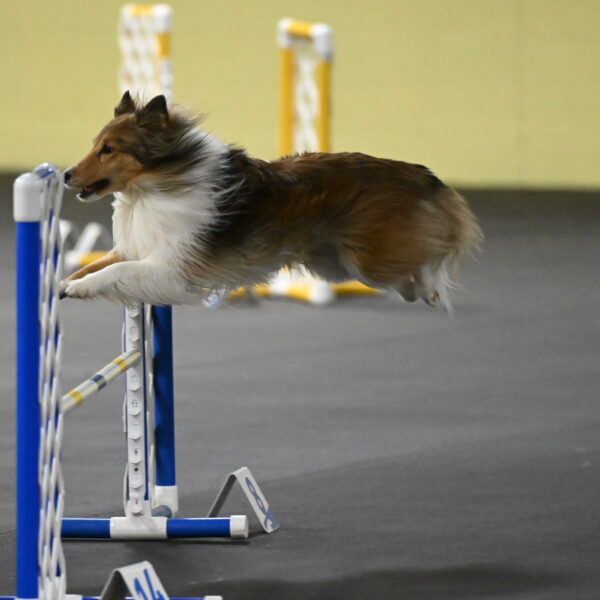 Bailey-Schmauder-01388