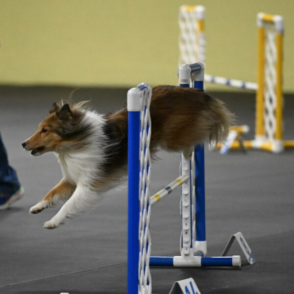 Bailey-Schmauder-01390