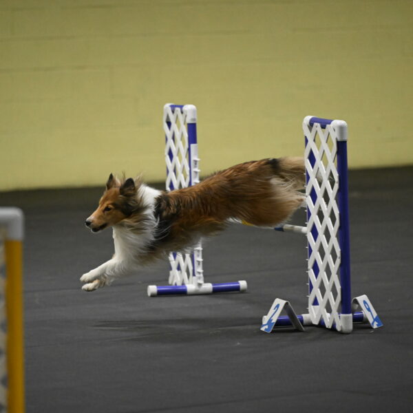 Bailey-Schmauder-01393