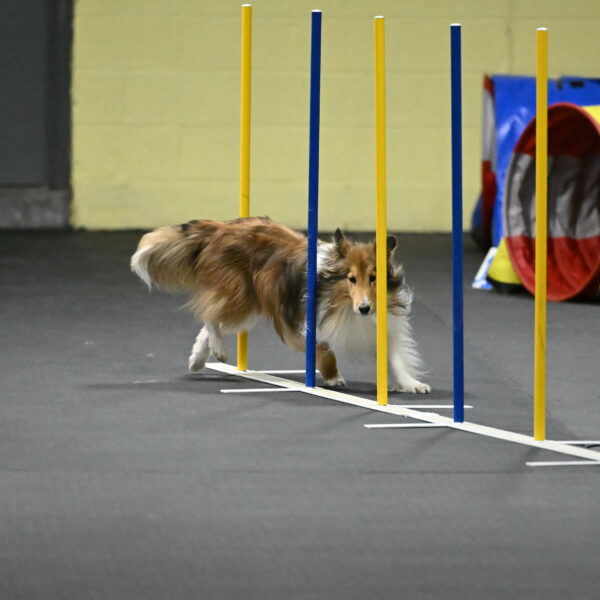 Bailey-Schmauder-01408