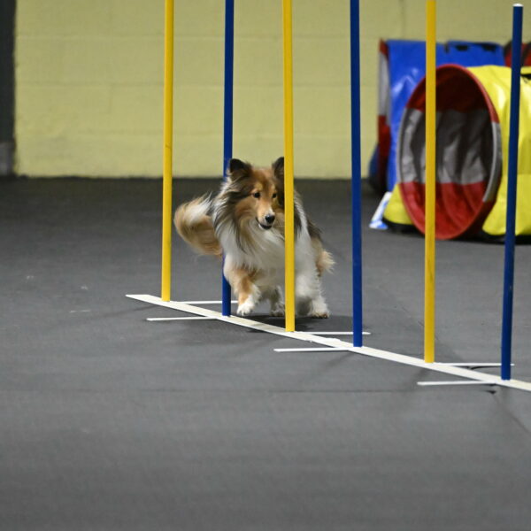 Bailey-Schmauder-01409