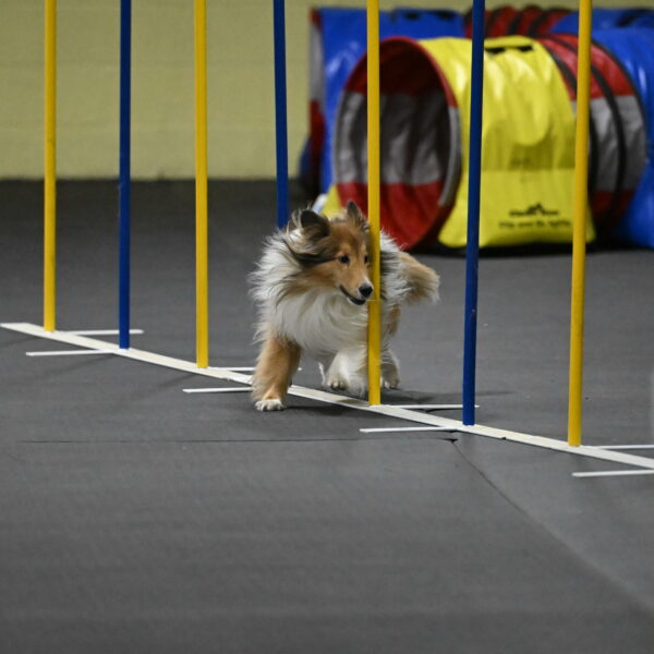 Bailey-Schmauder-01418