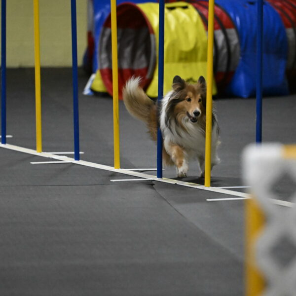 Bailey-Schmauder-01425