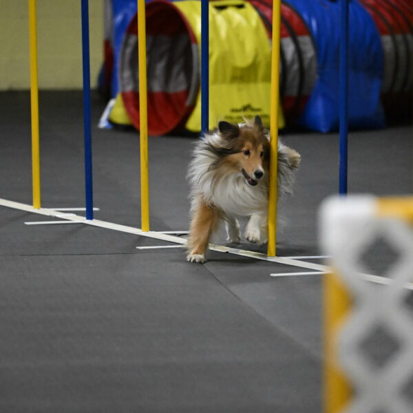 Bailey-Schmauder-01426