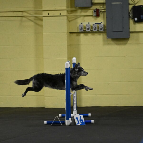 Bruce-Belebczuk-02234