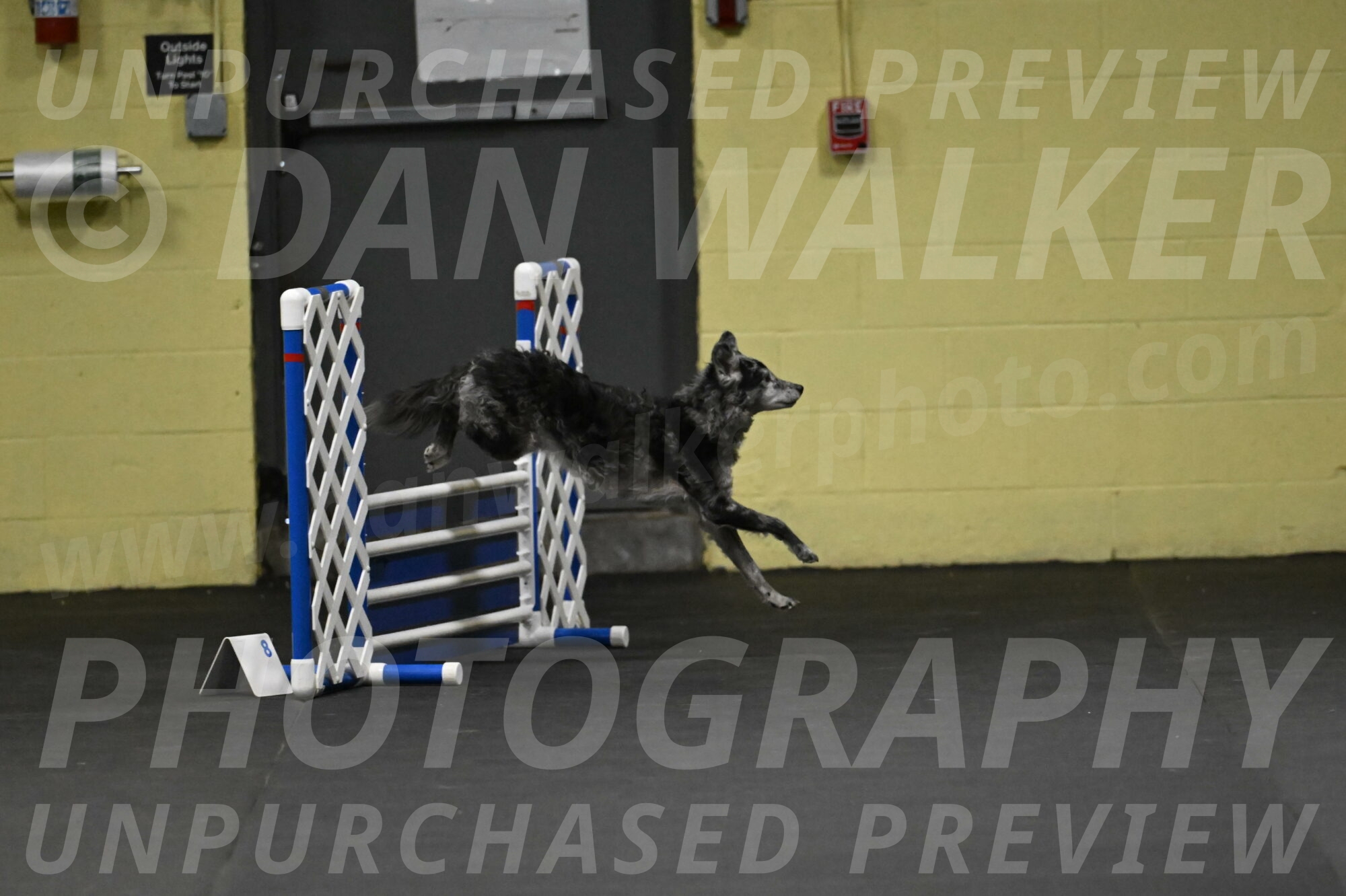 Bruce-Belebczuk-02239