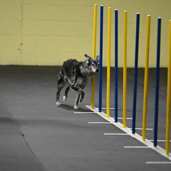 Bruce-Belebczuk-02241