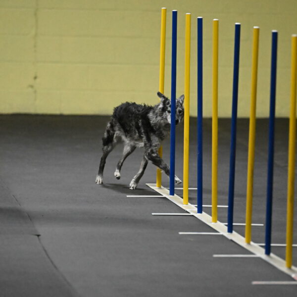 Bruce-Belebczuk-02242