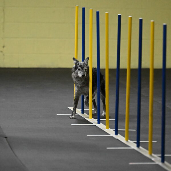 Bruce-Belebczuk-02246