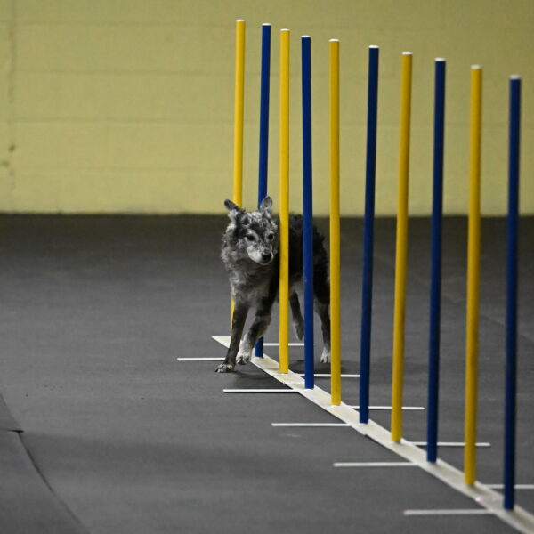 Bruce-Belebczuk-02247