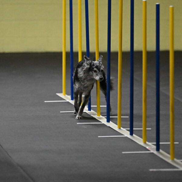 Bruce-Belebczuk-02257