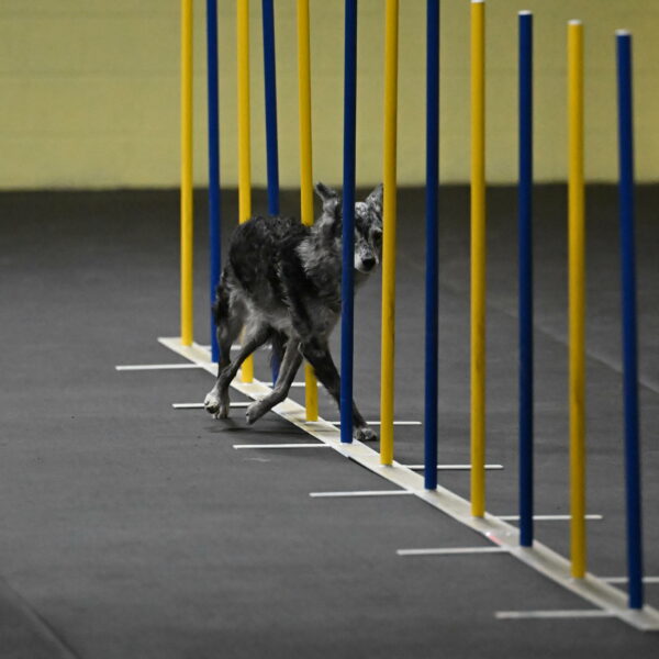 Bruce-Belebczuk-02259