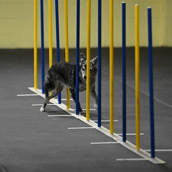 Bruce-Belebczuk-02260