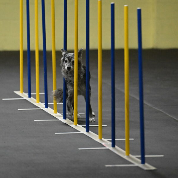 Bruce-Belebczuk-02262